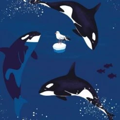 Walkiddy Kapuzenjacke Orcas Meerblau Sweatjacke 5 Walkiddy Kapuzenjacke Orcas Meerblau Sweatjacke -Geschäft Für Babyartikel shirt orcas kinder 1280x1280